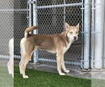 Small Photo #2 Siberian Husky-Unknown Mix Puppy For Sale in Baytown, TX, USA