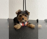 Small Photo #1 Yorkshire Terrier Puppy For Sale in MULBERRY, FL, USA