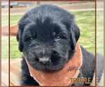Puppy Truffle Newfoundland
