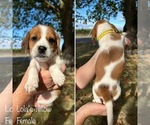 Puppy Lolas Yellow Beagle