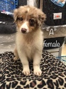 Small Photo #2 Australian Shepherd Puppy For Sale in LAKE CITY, FL, USA