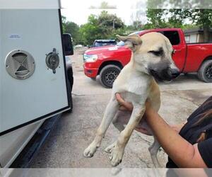 German Shepherd Dog Dogs for adoption in Houston, TX, USA