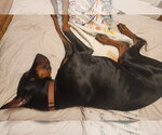 Small Photo #14 Doberman Pinscher Puppy For Sale in Buffalo, MN, USA