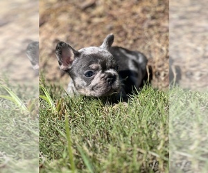French Bulldog Dog for Adoption in CYPRESS, Texas USA