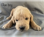 Small Photo #7 Goldendoodle Puppy For Sale in GARDEN CITY, MO, USA