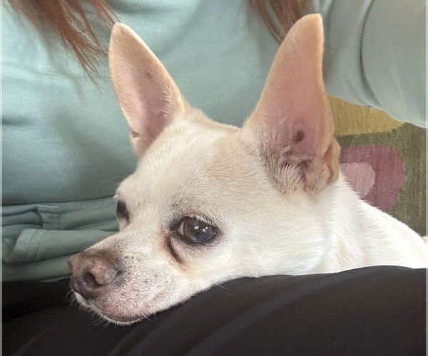 Medium Photo #2 Chihuahua Puppy For Sale in St. Louis Park, MN, USA