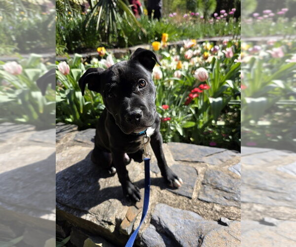 Medium Photo #7 Mutt Puppy For Sale in Raleigh, NC, USA