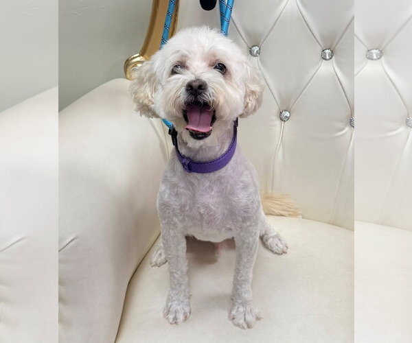 Medium Photo #1 Maltese-Unknown Mix Puppy For Sale in Cliffwood, NJ, USA