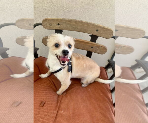 Medium Photo #3 Norwich Terrier-Unknown Mix Puppy For Sale in Santa Clarita, CA, USA