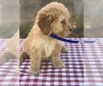 Small Photo #7 Goldendoodle (Miniature) Puppy For Sale in BOWLING GREEN, KY, USA