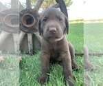 Small Photo #5 Labrador Retriever Puppy For Sale in ROYAL CITY, WA, USA