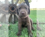 Small #4 Labrador Retriever