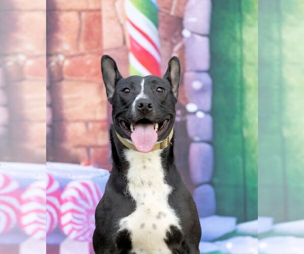 Medium Photo #4 Bull Terrier-Unknown Mix Puppy For Sale in Munford, TN, USA