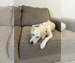 Small #1 Mutt