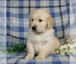 Small Photo #4 Golden Retriever Puppy For Sale in GAP, PA, USA