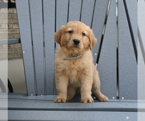 Golden Retriever Puppy for Sale in MILLERSBURG, Ohio USA