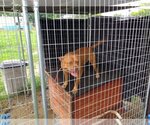 Small Photo #16 Bulldog Puppy For Sale in Orange Grove, TX, USA