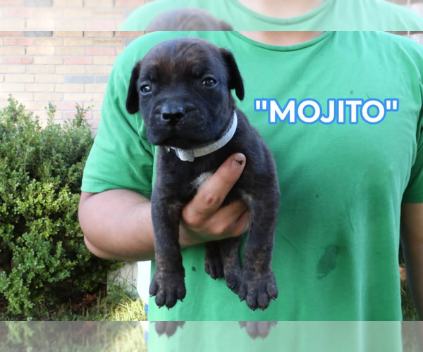 Medium Photo #5 America Bandogge Mastiff Puppy For Sale in DEER PARK, TX, USA