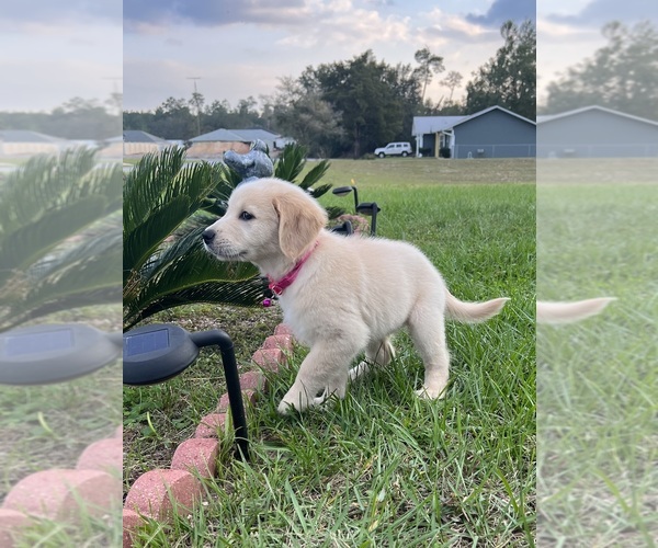 Medium Photo #4 Golden Retriever Puppy For Sale in OCALA, FL, USA