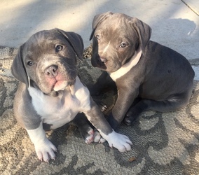 American Pit Bull Terrier Puppy for sale in TRACY, CA, USA