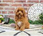 Small #4 Cavapoo (Miniature)