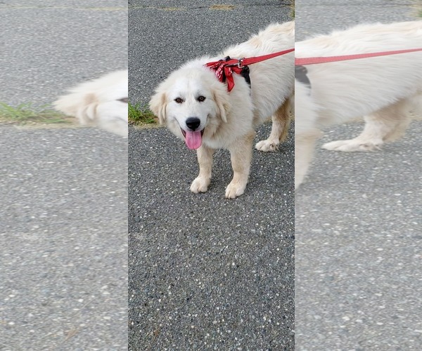 Medium Photo #3 Great Pyrenees Puppy For Sale in Croydon, NH, USA