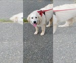 Small #2 Great Pyrenees