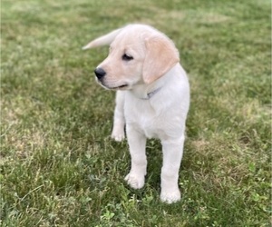Medium English Cream Golden Retriever-Golden Labrador Mix