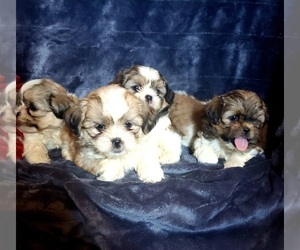 Shih Tzu Puppy for sale in LOS ANGELES, CA, USA