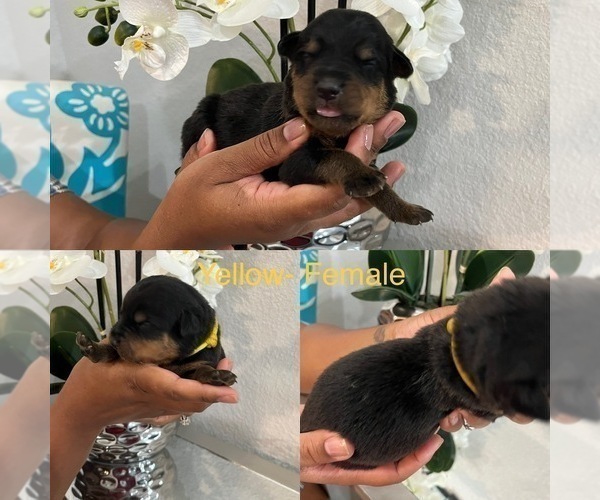 Medium Photo #2 Rottweiler Puppy For Sale in FORT WORTH, TX, USA