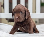 Small #6 Labrador Retriever