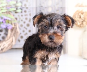 Yorkshire Terrier Puppy for sale in MOUNT VERNON, OH, USA