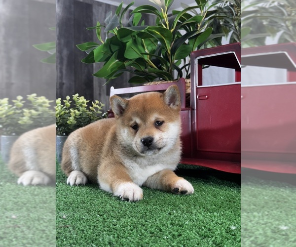 Medium Photo #2 Shiba Inu Puppy For Sale in CANOGA, NY, USA