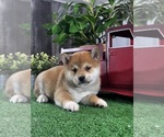 Small #1 Shiba Inu