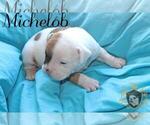 Small Photo #36 Olde English Bulldogge Puppy For Sale in WRIGHT CITY, MO, USA