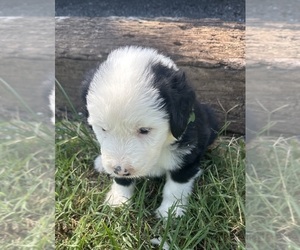 Old English Sheepdog Puppy for sale in ALDRICH, MO, USA