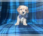 Small #8 Cavapoo