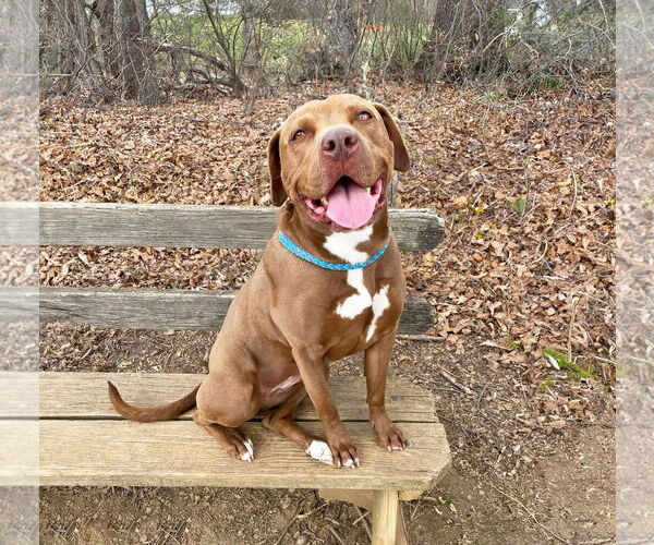 Medium Photo #5 Mutt Puppy For Sale in Unionville, PA, USA