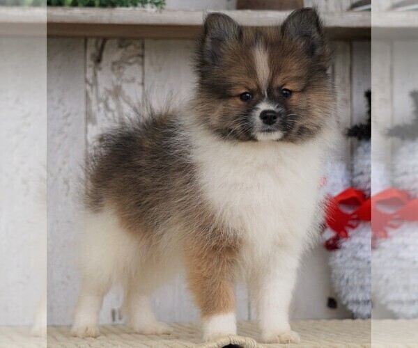 Medium Photo #1 Pomeranian Puppy For Sale in FREDERICKSBG, OH, USA