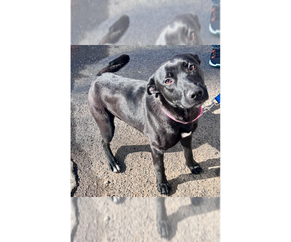 Medium Photo #11 Labrador Retriever-Unknown Mix Puppy For Sale in Brewster, NY, USA