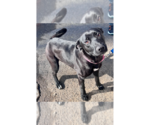 Small #10 Labrador Retriever Mix