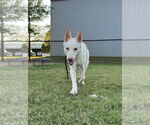 Small #3 German Shepherd Dog