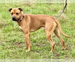 Small #1 American Staffordshire Terrier Mix