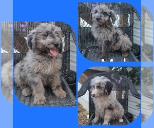 Aussiedoodle Puppy for Sale in COUCH, Missouri USA
