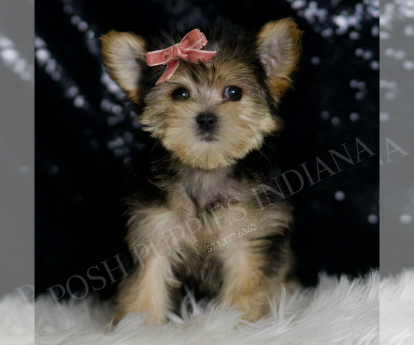 Medium Photo #5 Morkie Puppy For Sale in WARSAW, IN, USA