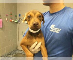 Mutt Dogs for adoption in Riverside, CA, USA