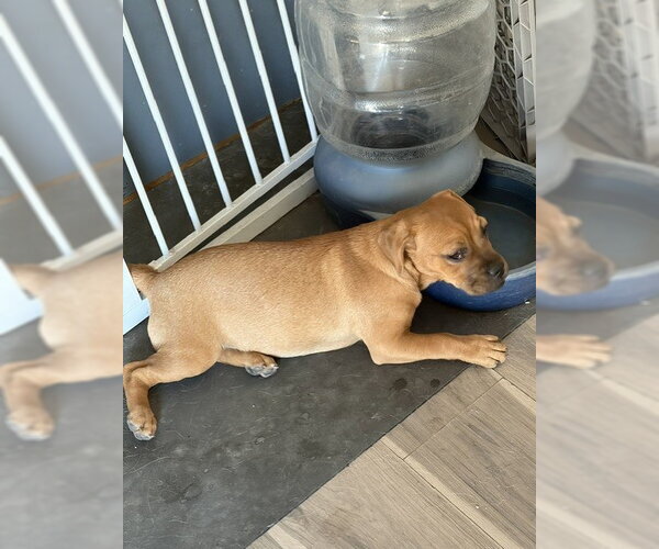 Medium Photo #4 Mutt Puppy For Sale in Sandy, UT, USA