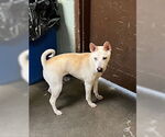 Small Shiba Inu