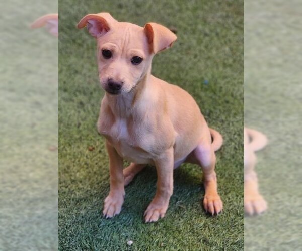 Medium Photo #3 Chihuahua-Unknown Mix Puppy For Sale in Anaheim Hills, CA, USA