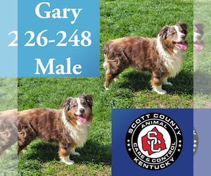 Australian Shepherd Dogs for adoption in Georgetown, KY, USA